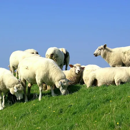 Schaferhof Dircks Vesterhever