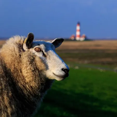 Lejlighed Schaferhof Dircks